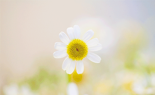 立ち合い火葬デラックスプラン